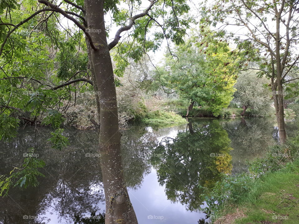 Trees Beside  A River