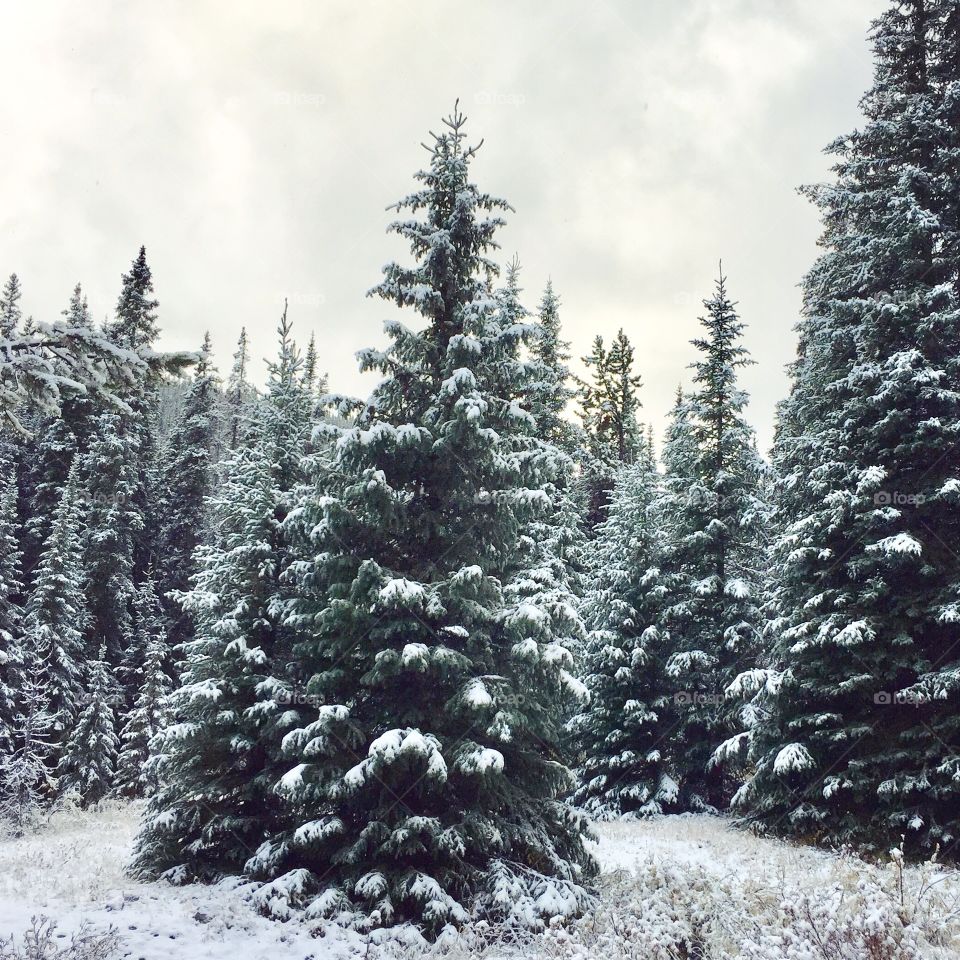 Snowy evergreen forest