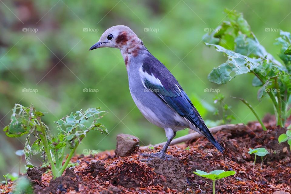 Beautiful and cute bird