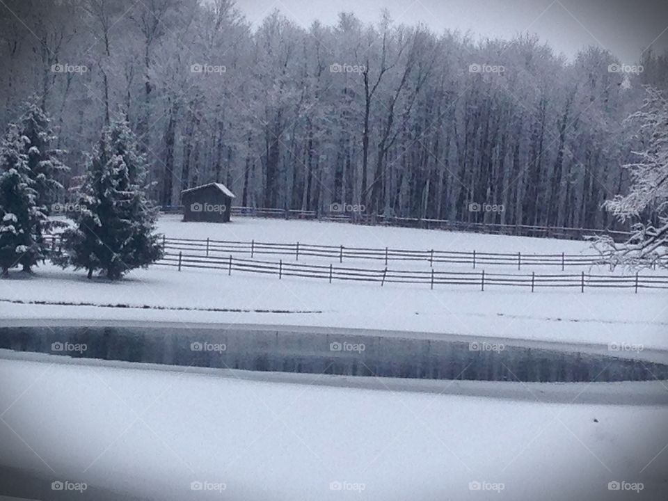 pond in winter