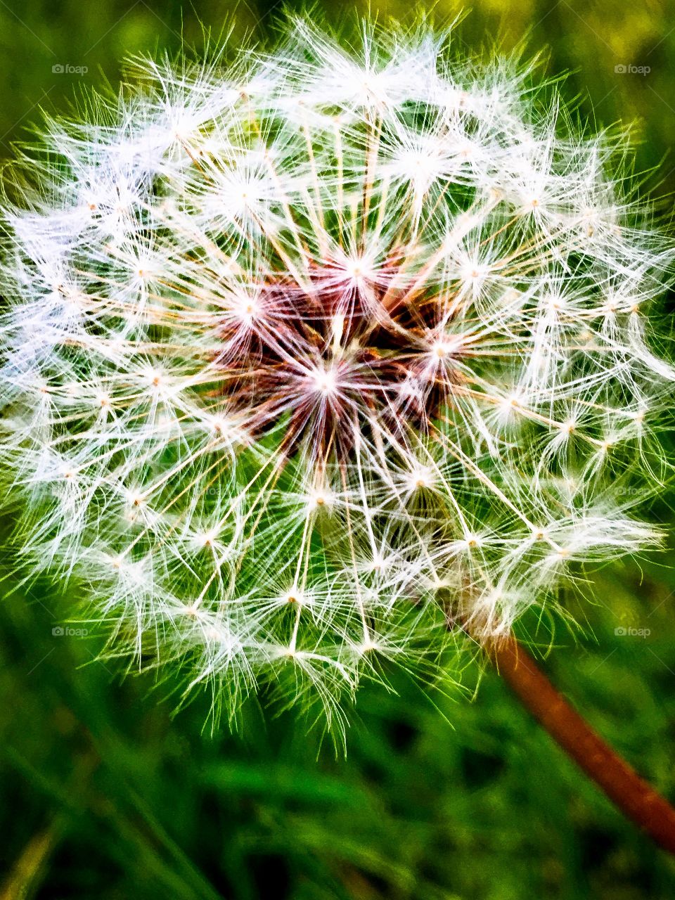 dandelion
