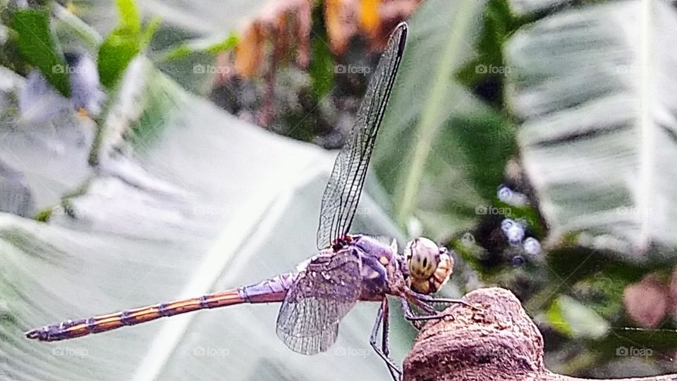 Dragonfly perched on dry wood