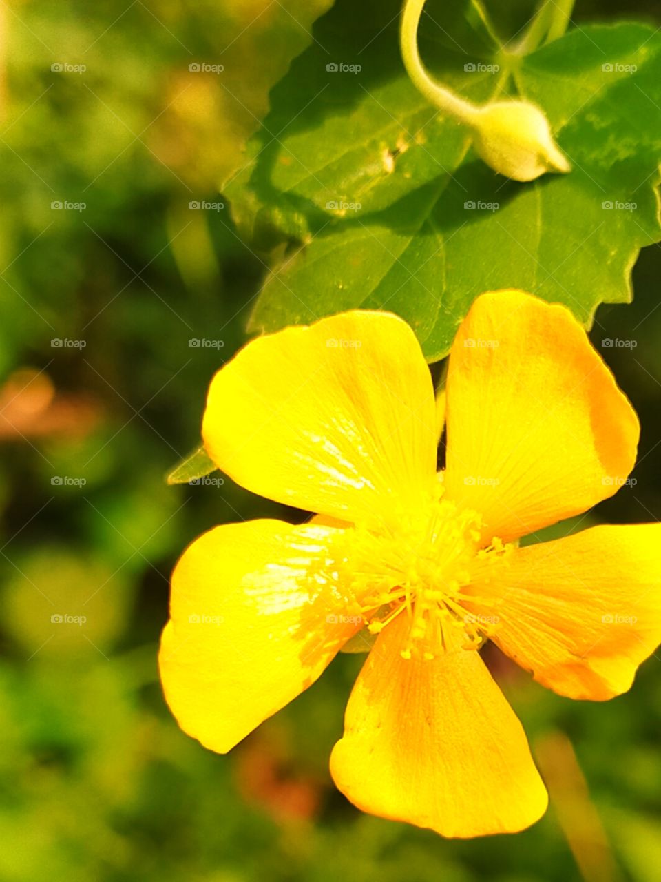 Indian Mallow has it's own space of having attractive look with golden petals.