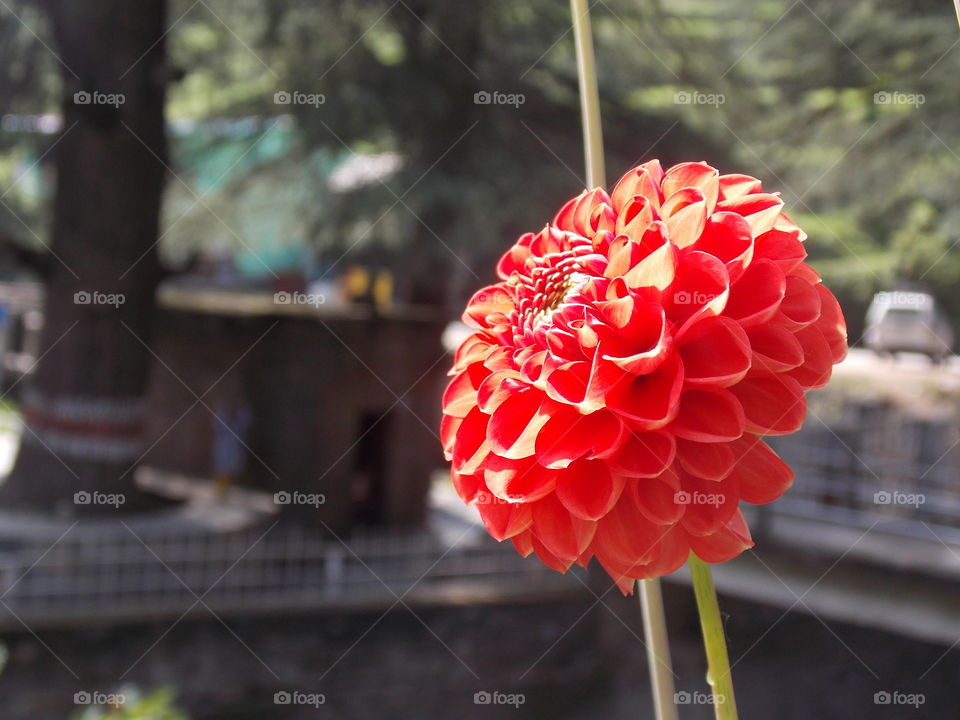 beautiful flower with leaves in the garden