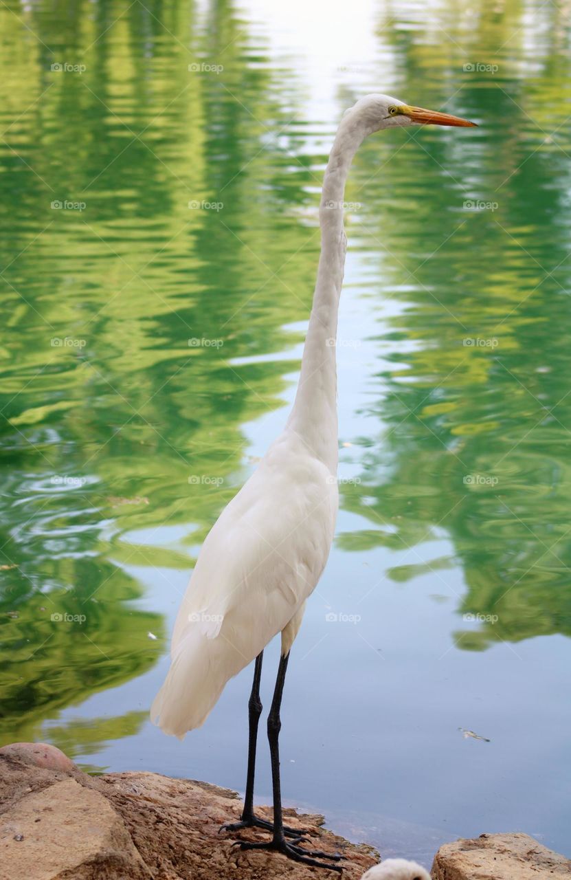 The great egret and the green pond