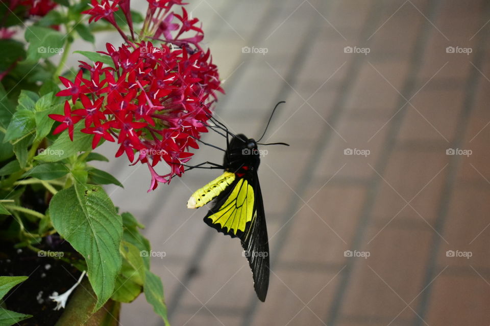 Butterfly conservatory Key West FL