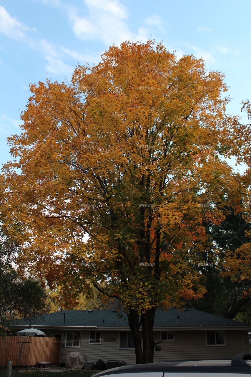 Minnesota tree in fall. Minnesota tree in fall