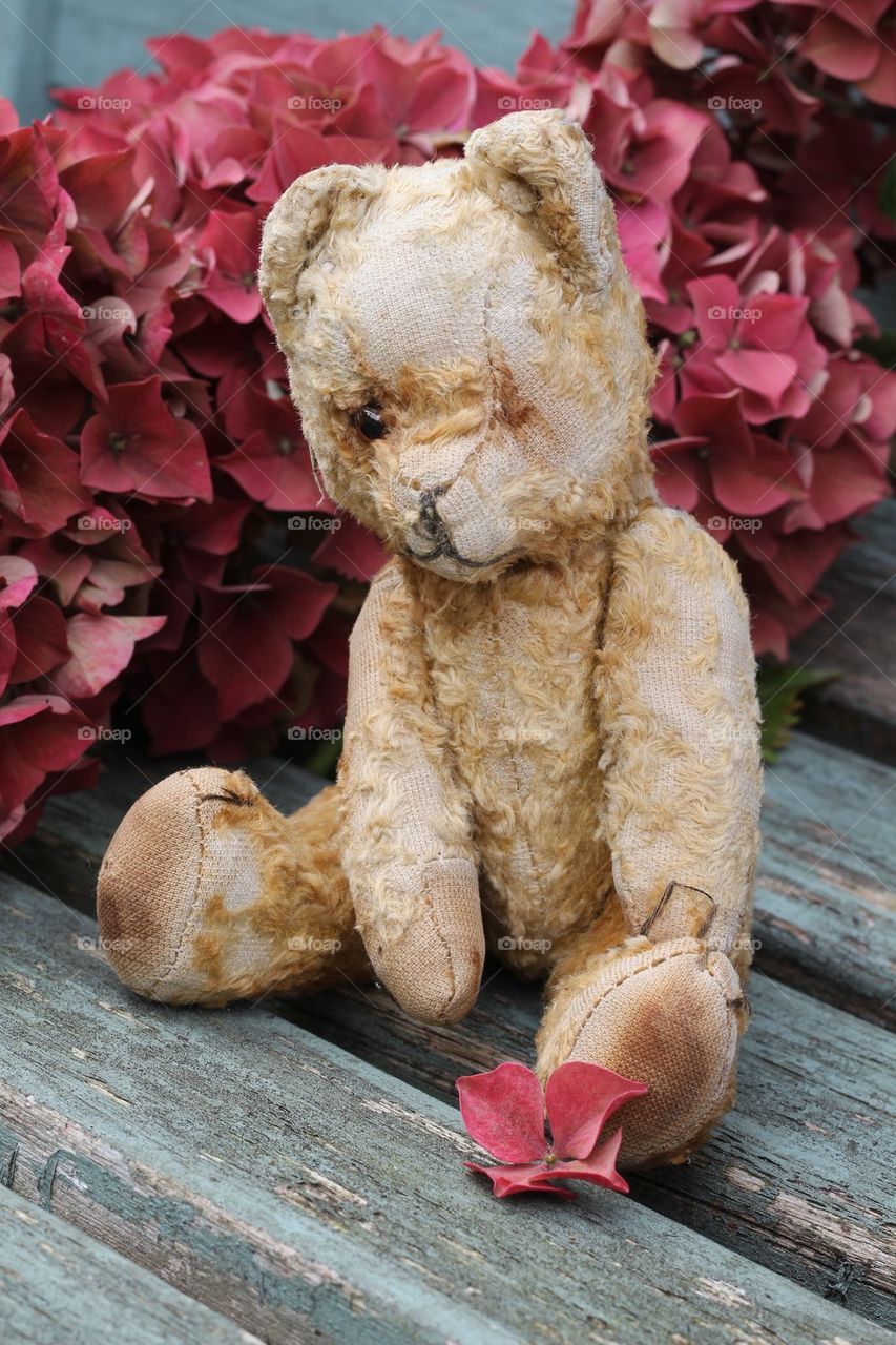 Old ted in the autumn