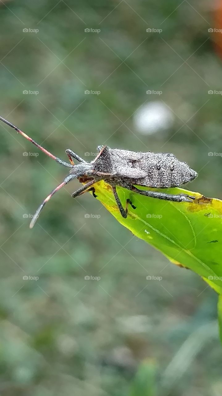 Nature, Insect, Leaf, Wildlife, Animal