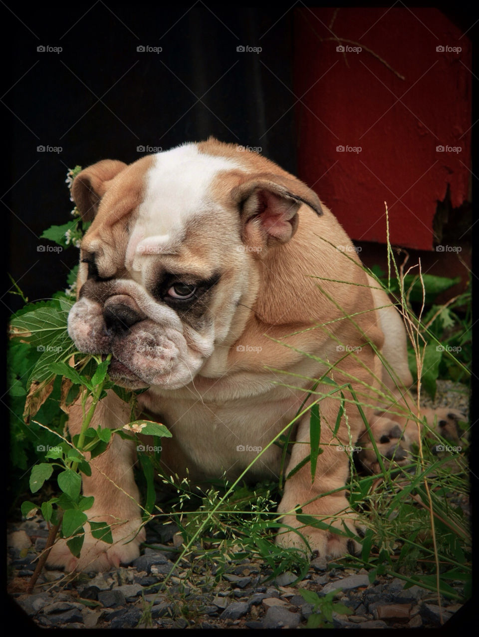 dog animal bulldog naughty by Cheshirepoet