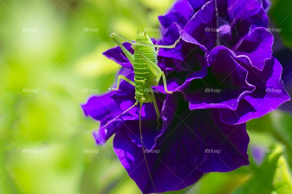 A great green bush-cricket on purple flower