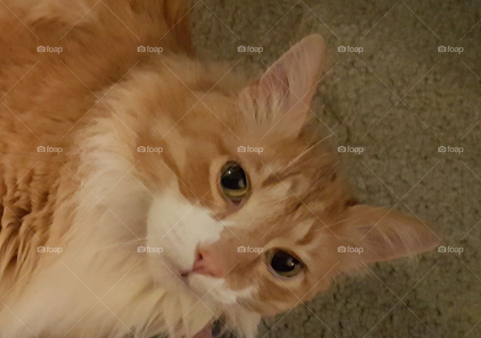 long haired orange kitty