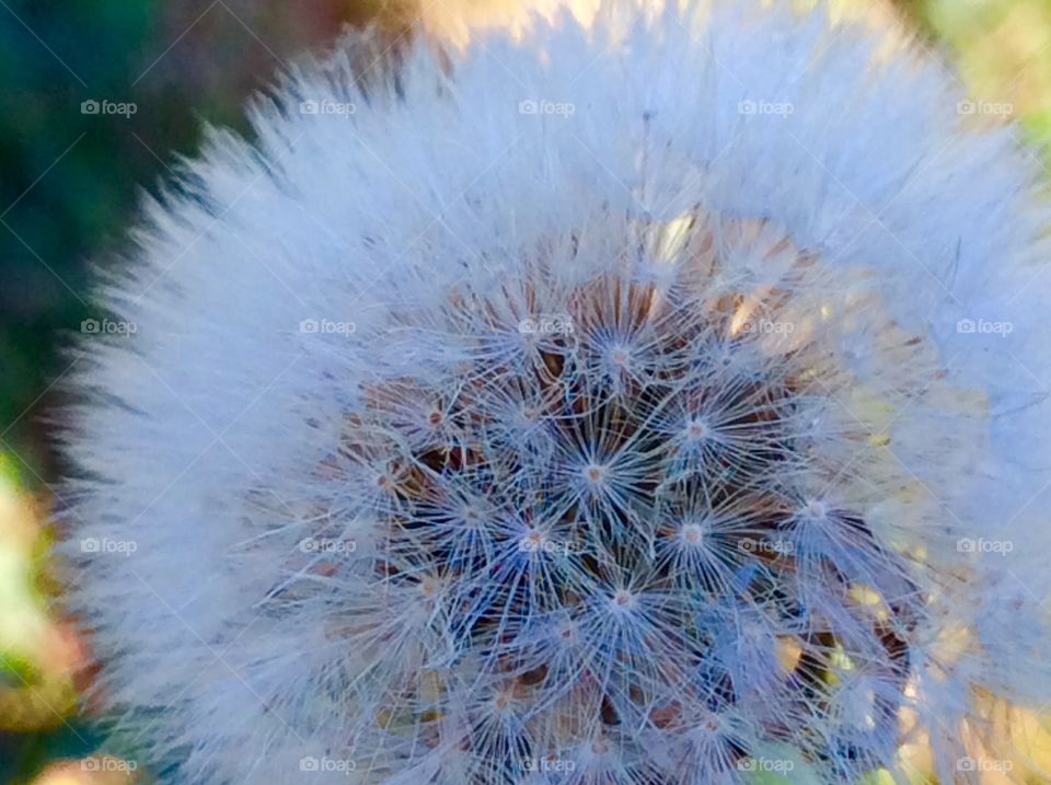 Dandelion 