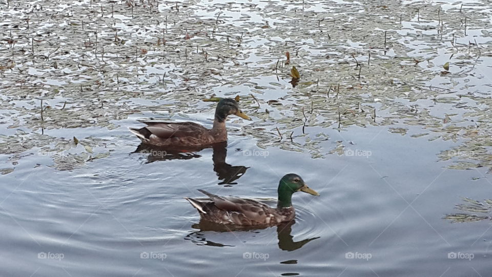 Swimming Ducks