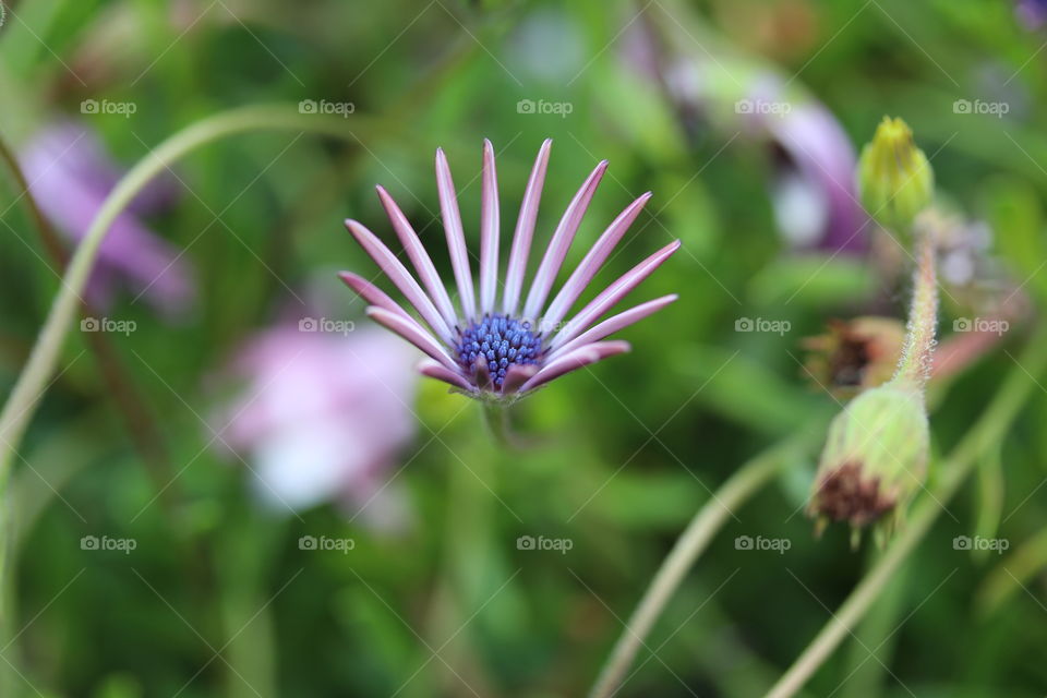 Young and nice opening flower
