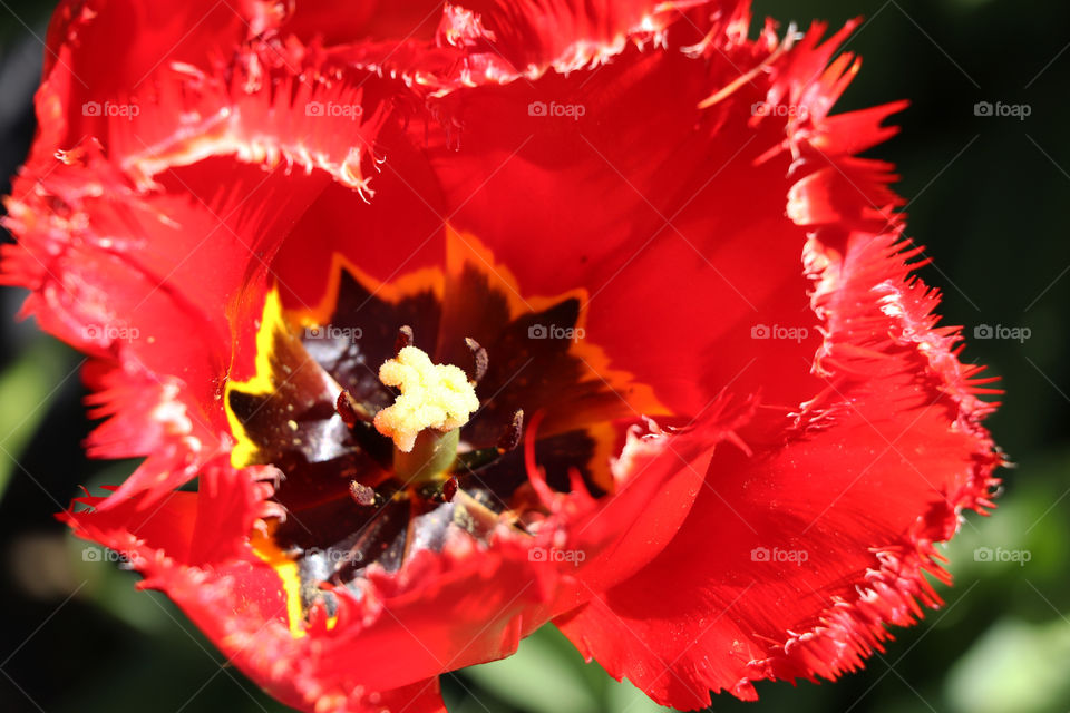 Bright red blooming flower