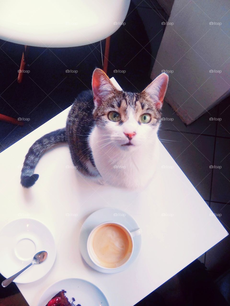 Want some coffee? Drink it with the cat companion - the taste will be even better! Starring Dyzio from the cat cafe Koton (Wrocław, Poland)
