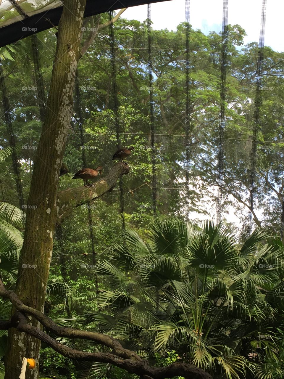 Aviary at S’pore Zoo