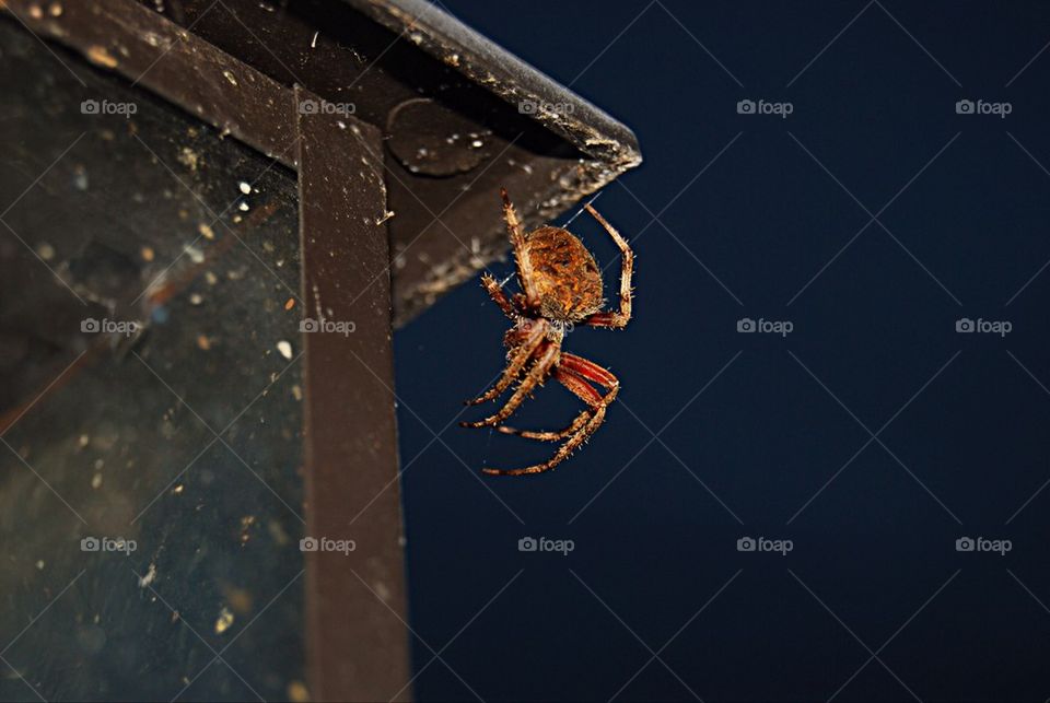 Spider in evening light