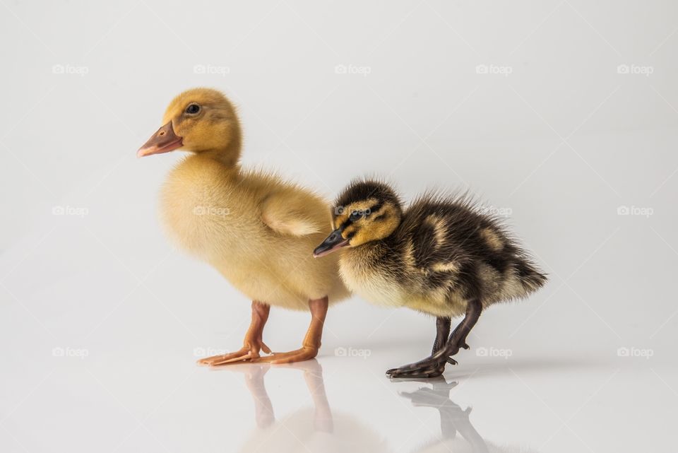 Cute baby ducks