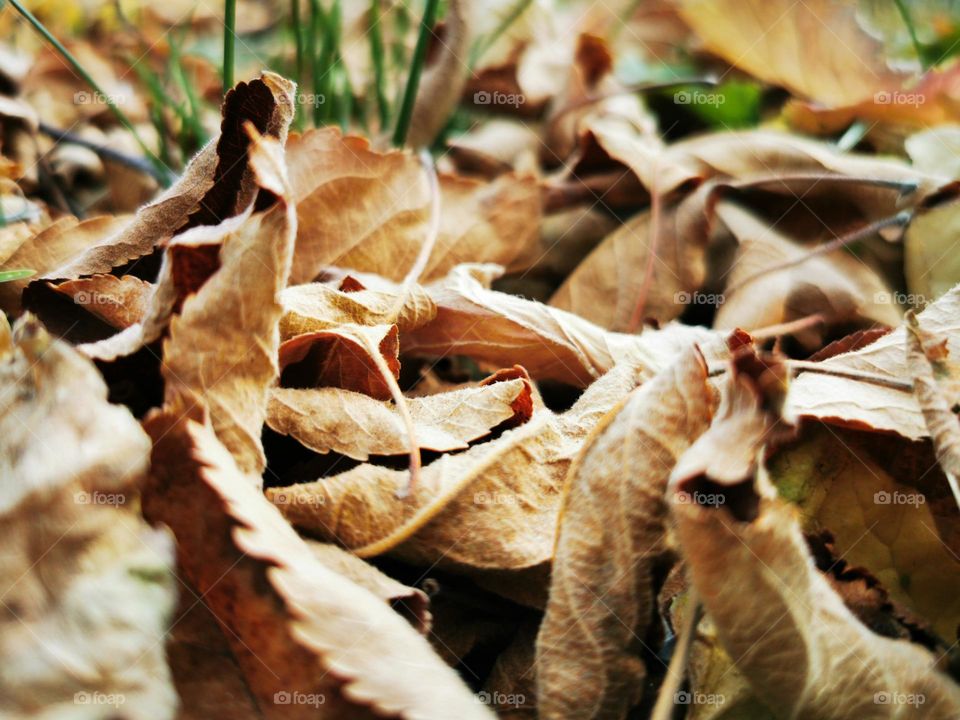 fall's leaves