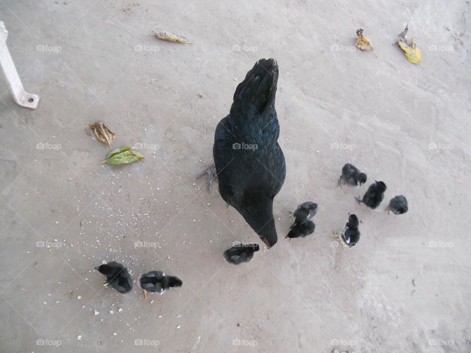 la gallina come con sus pollitos