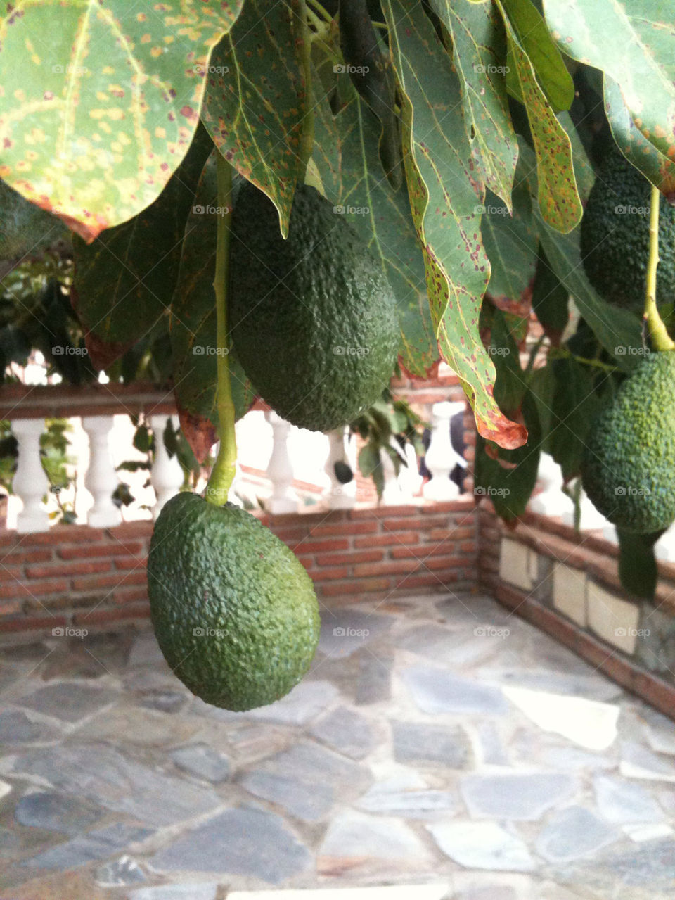 green tree leaves leaf by sparklybangle