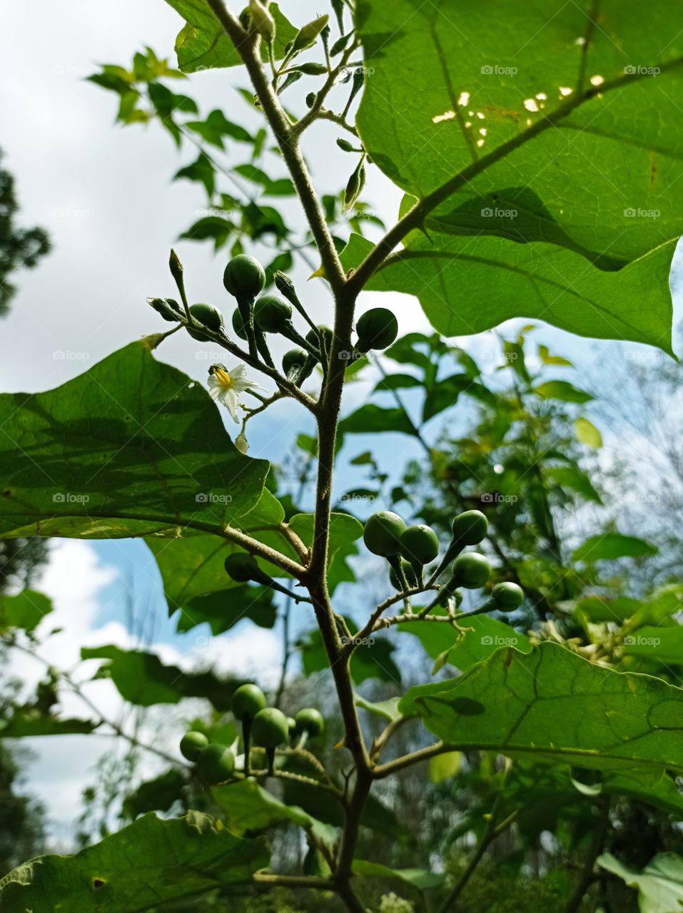 Small mini eggplant fruit ...