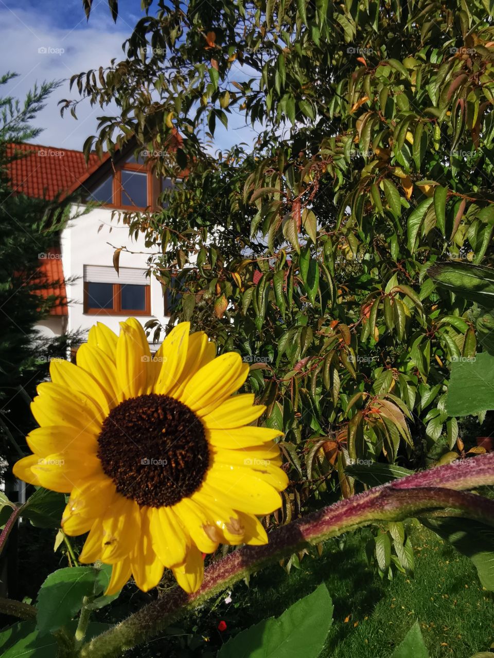 Sunflower in our garden