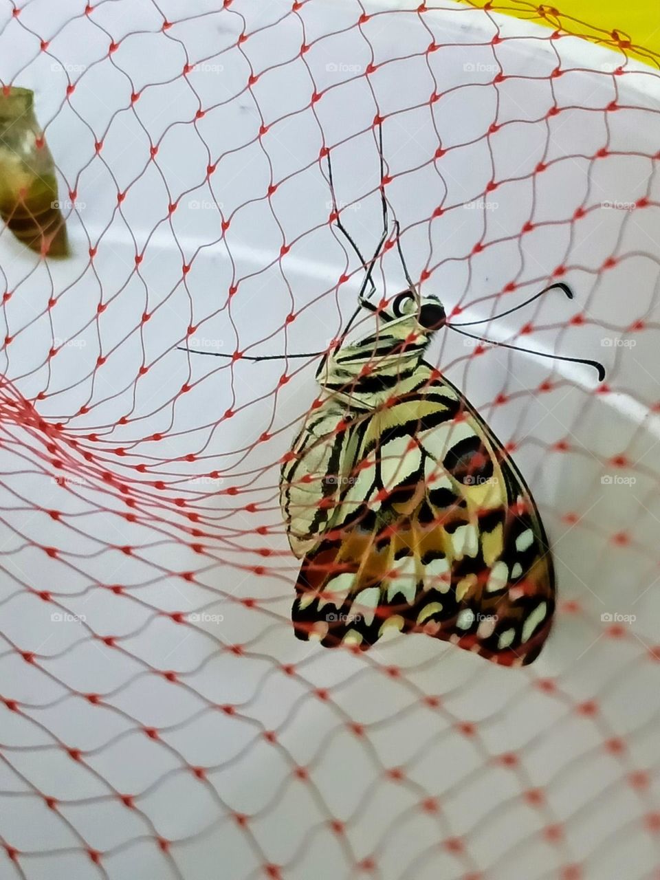 A just emerged Common Lime Butterfly (Papilio Demoleus) rest on the net waiting the wings dry.