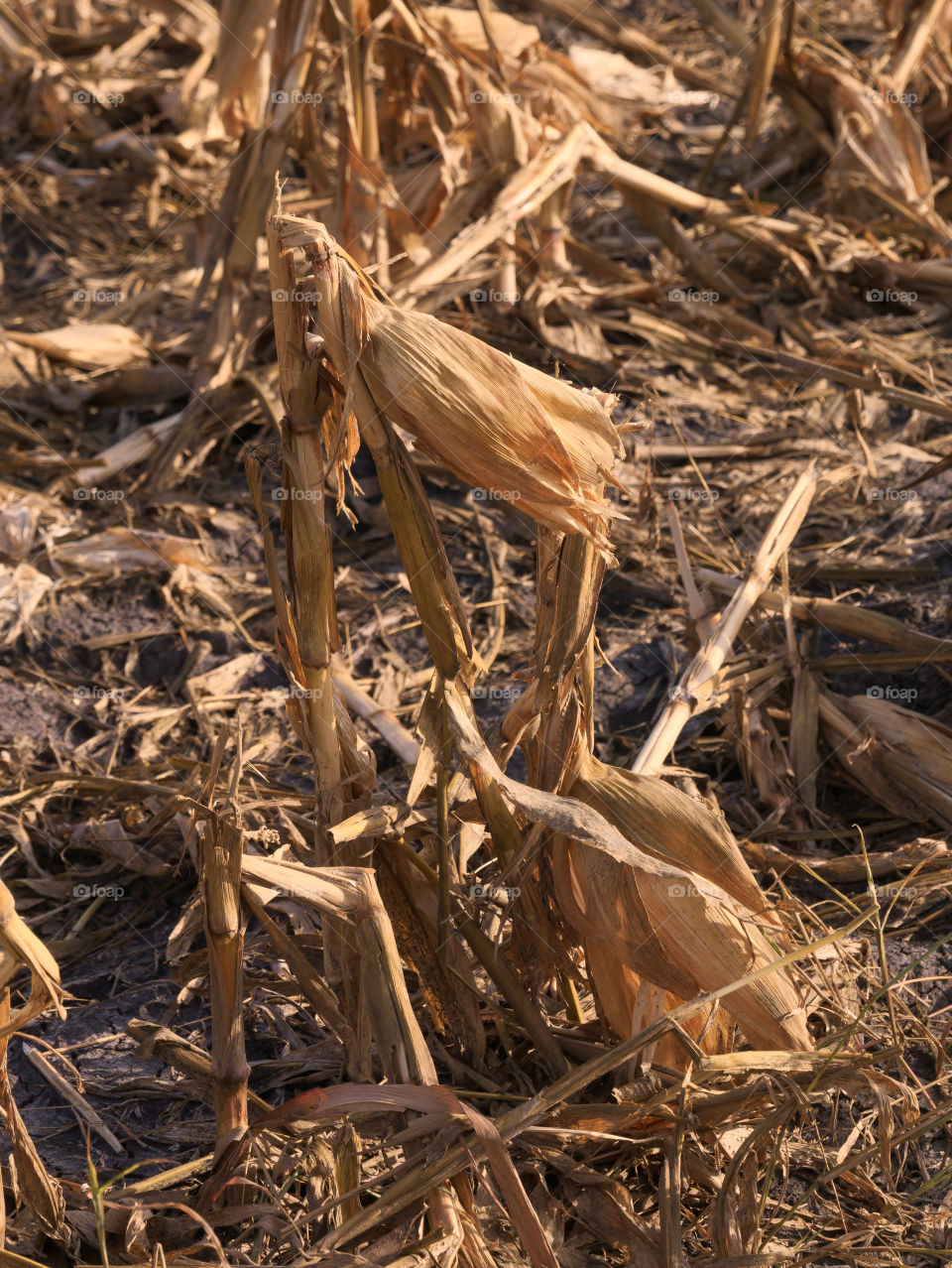 Broken Corn Stalk, Smashed by the Harvester