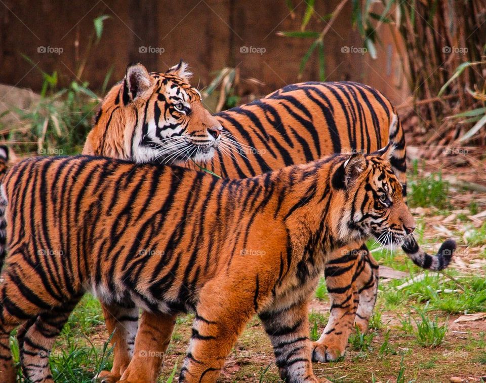 Tiger Mom and Cub