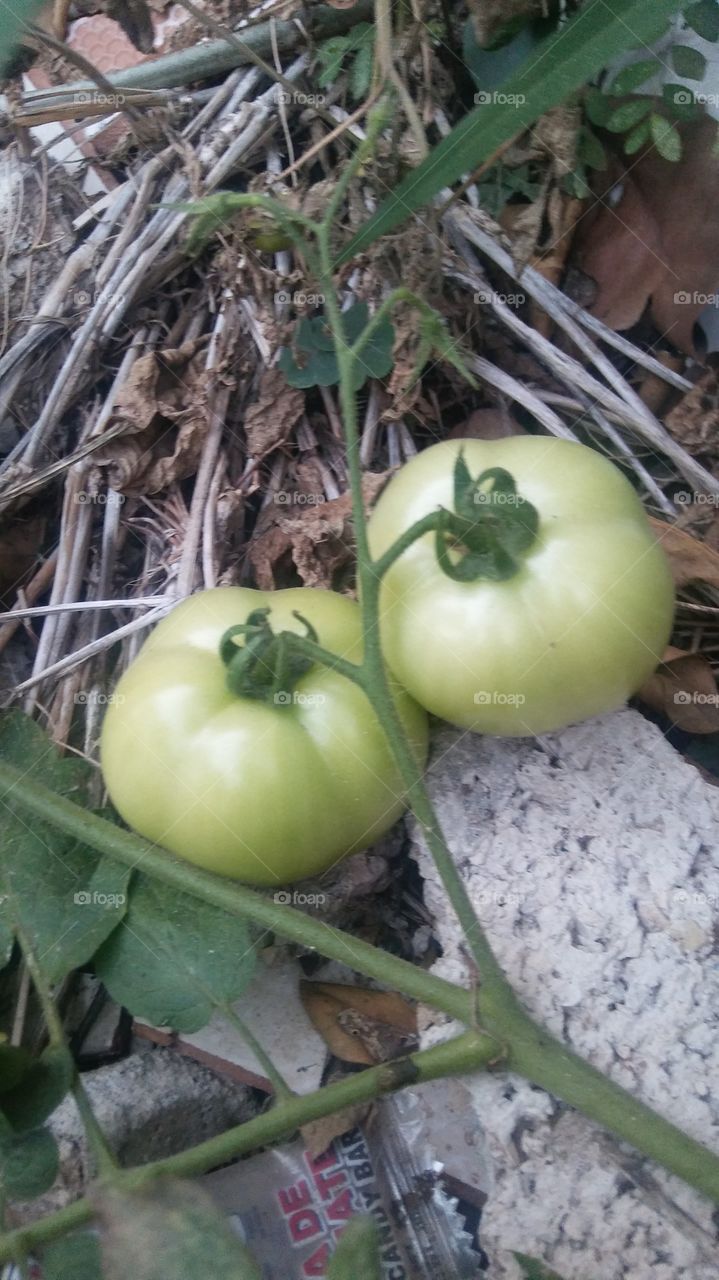 Tomate salvaje