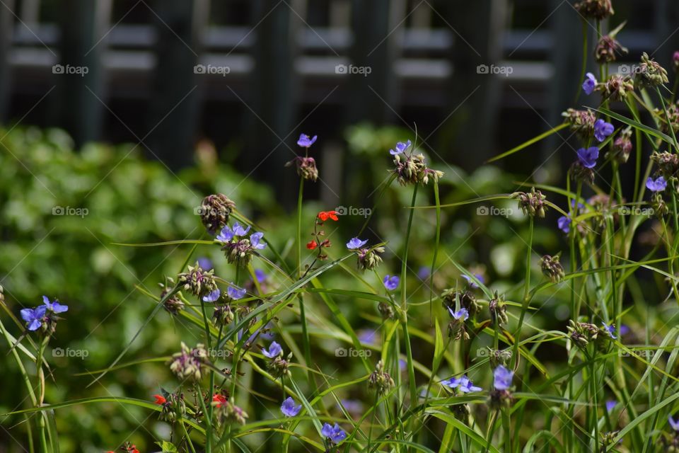 purple and red flowers with wooden bridge in background