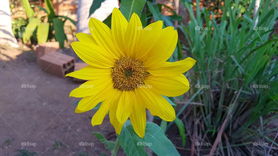 Sunflower in the garden - Girassol
