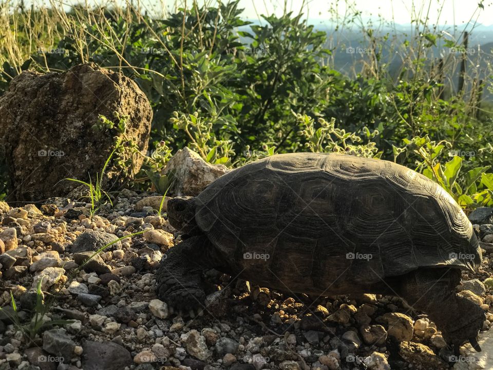 Nature Wildlife - Tortoise 