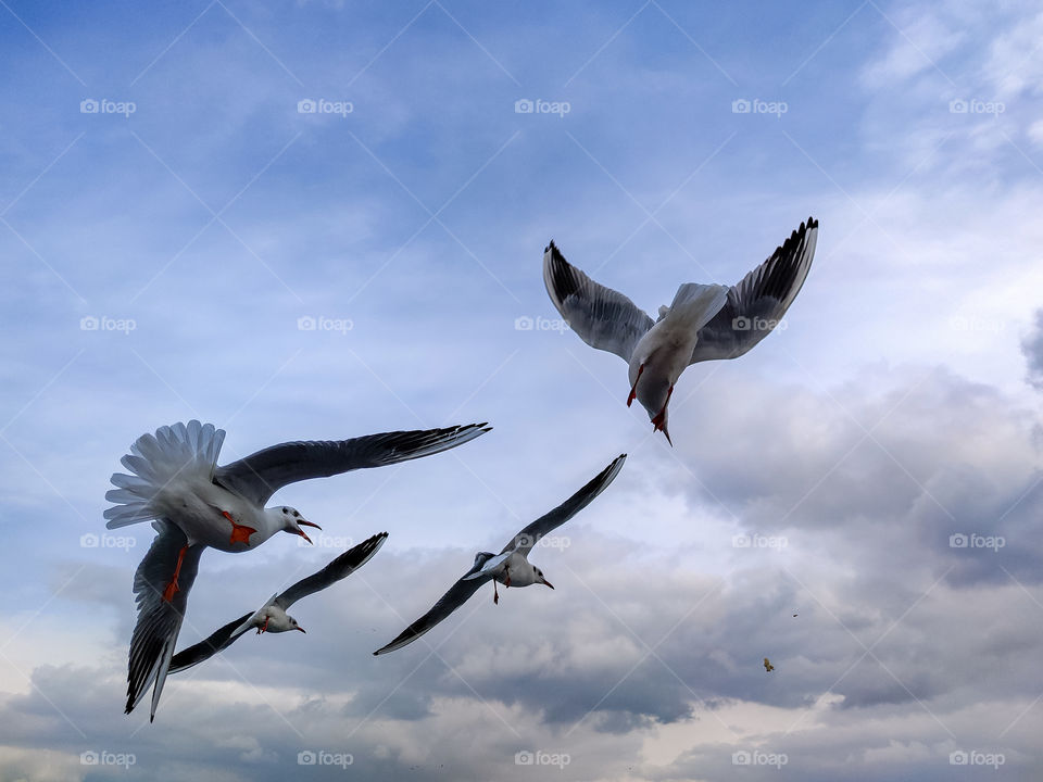 seagulls in the sky are trying to catch food