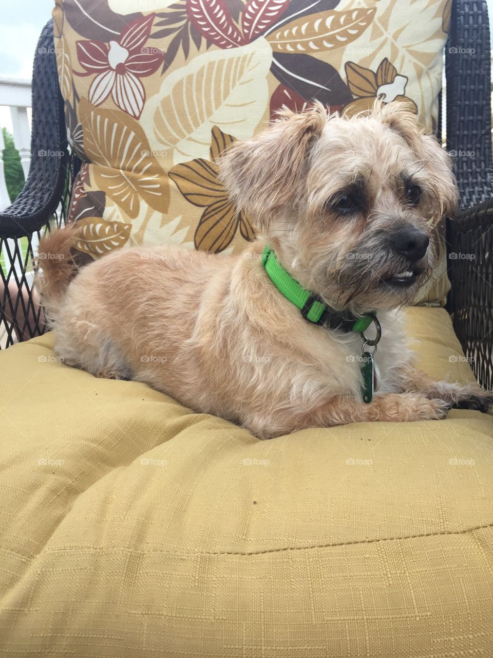 Doggo enjoying the outdoors on the patio