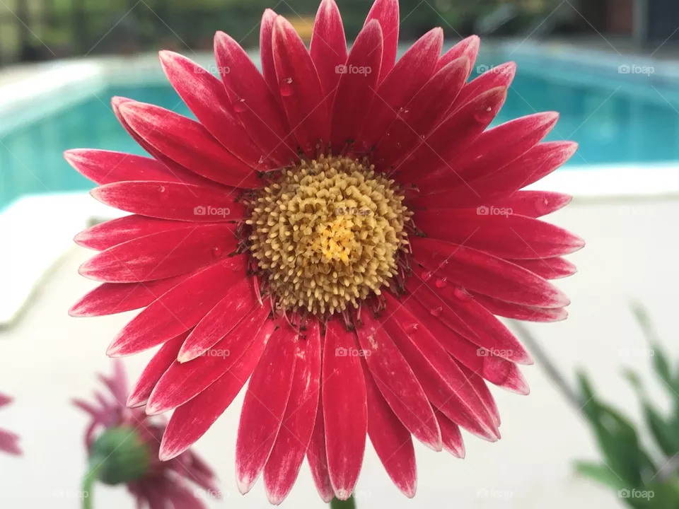 Daisy