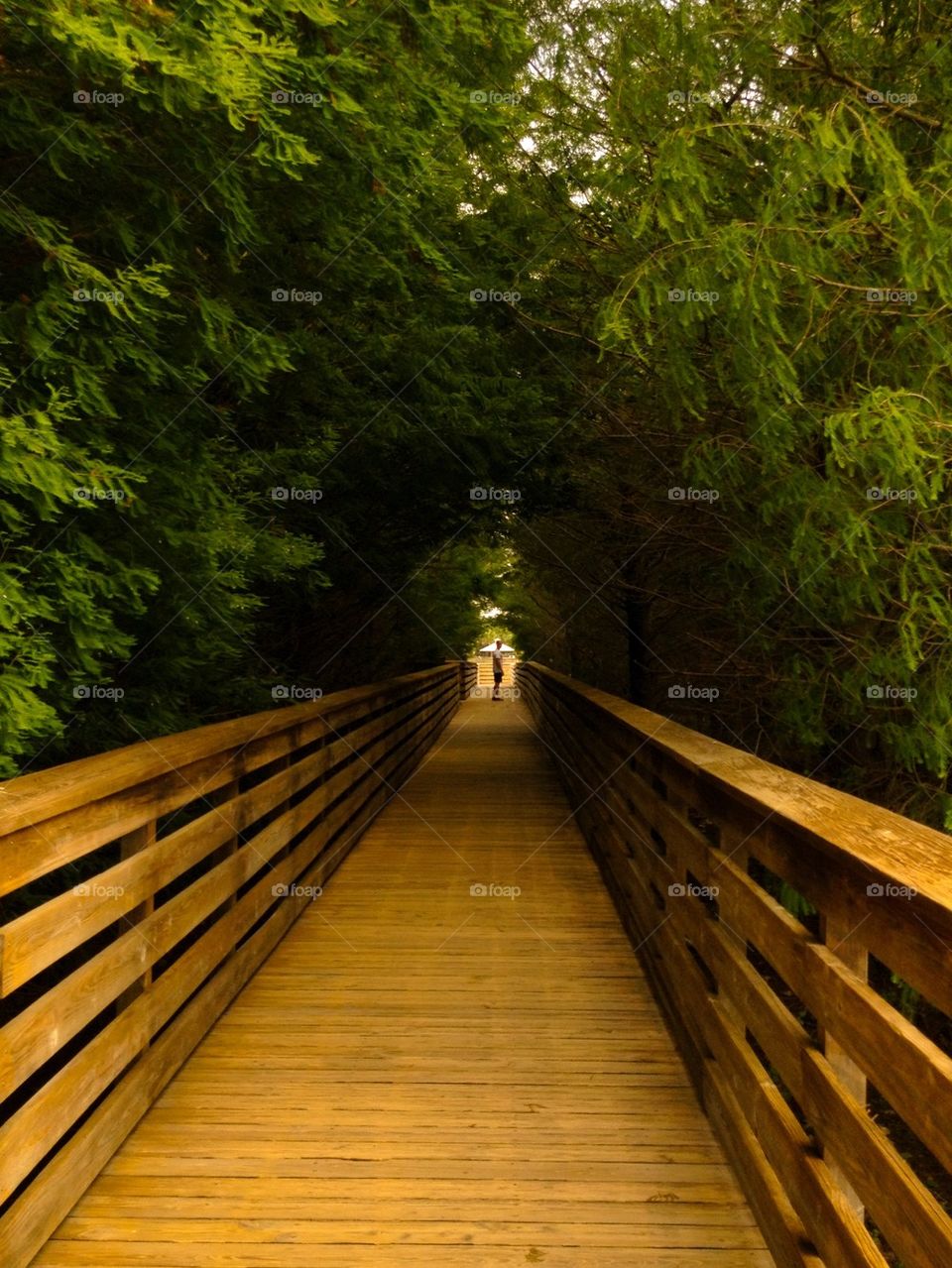 Wooden boardwalk between trees