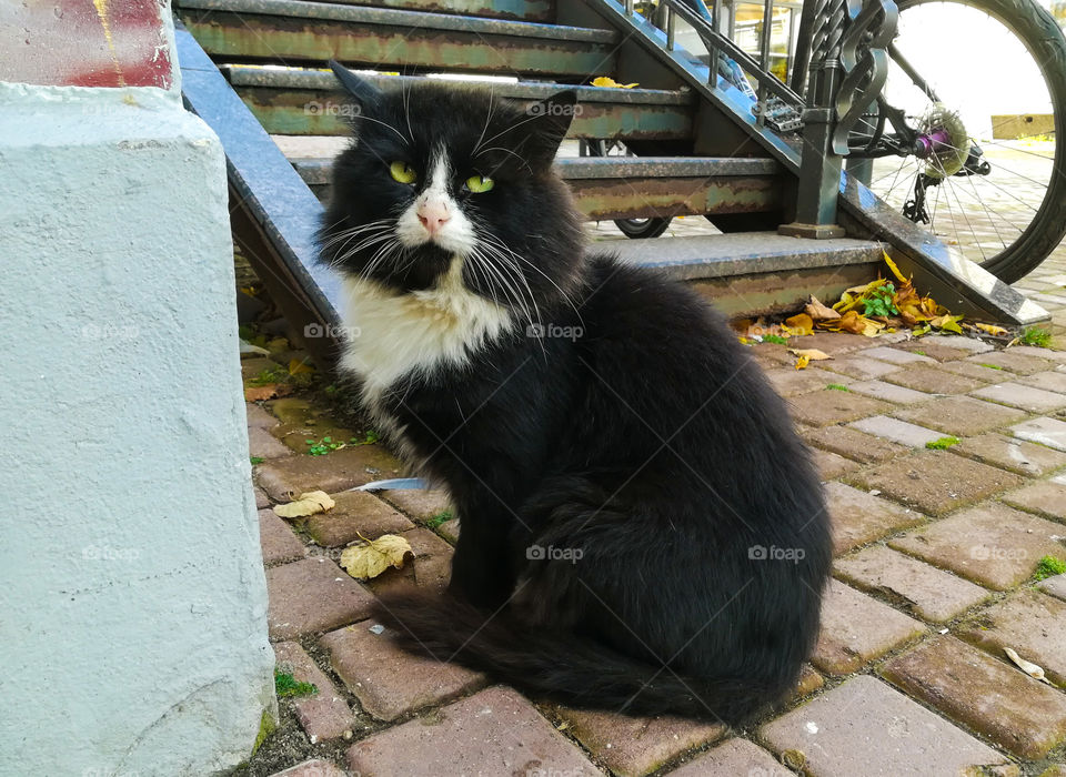 cute green-eyed furry homeless cat on city streets