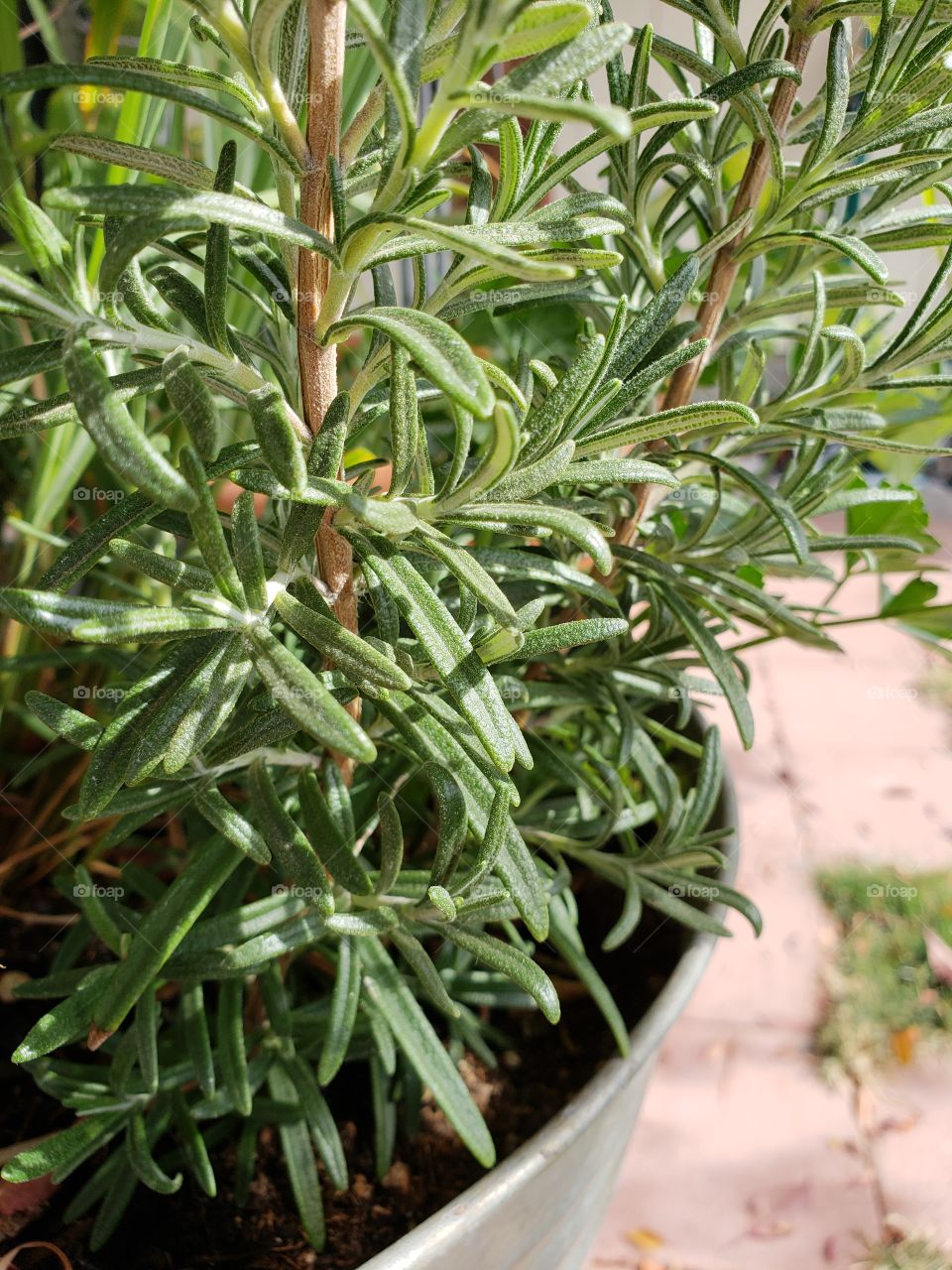 A pot of organically grown rosemary herb ready to cut for cooking. 