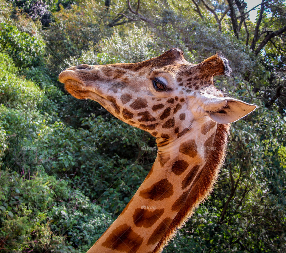 Portrait of a giraffe 