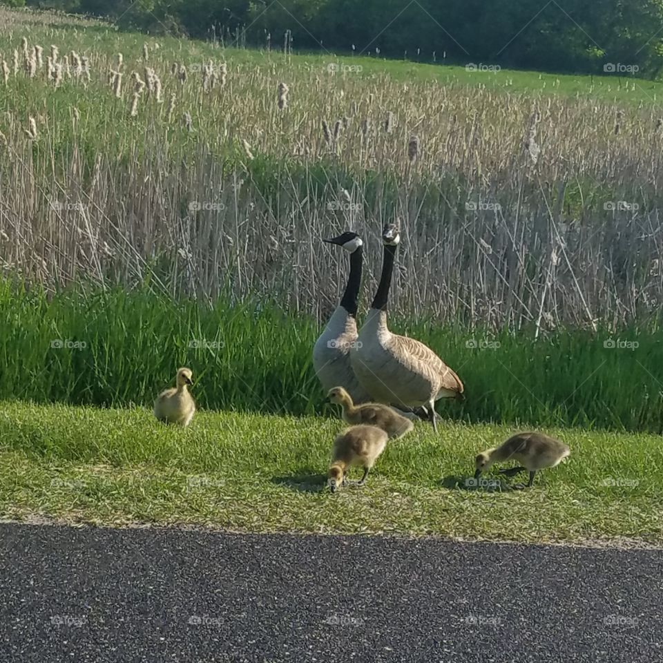 geese family