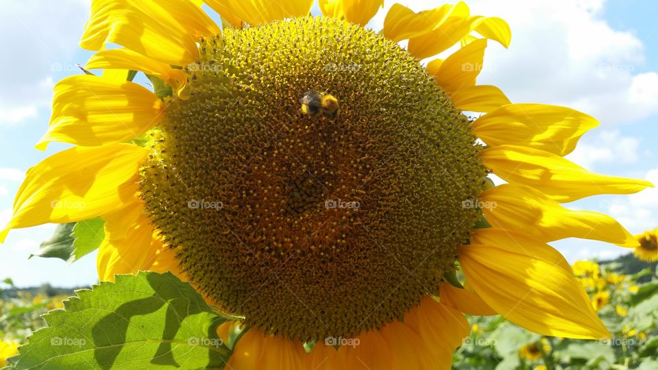 bee on sunflower