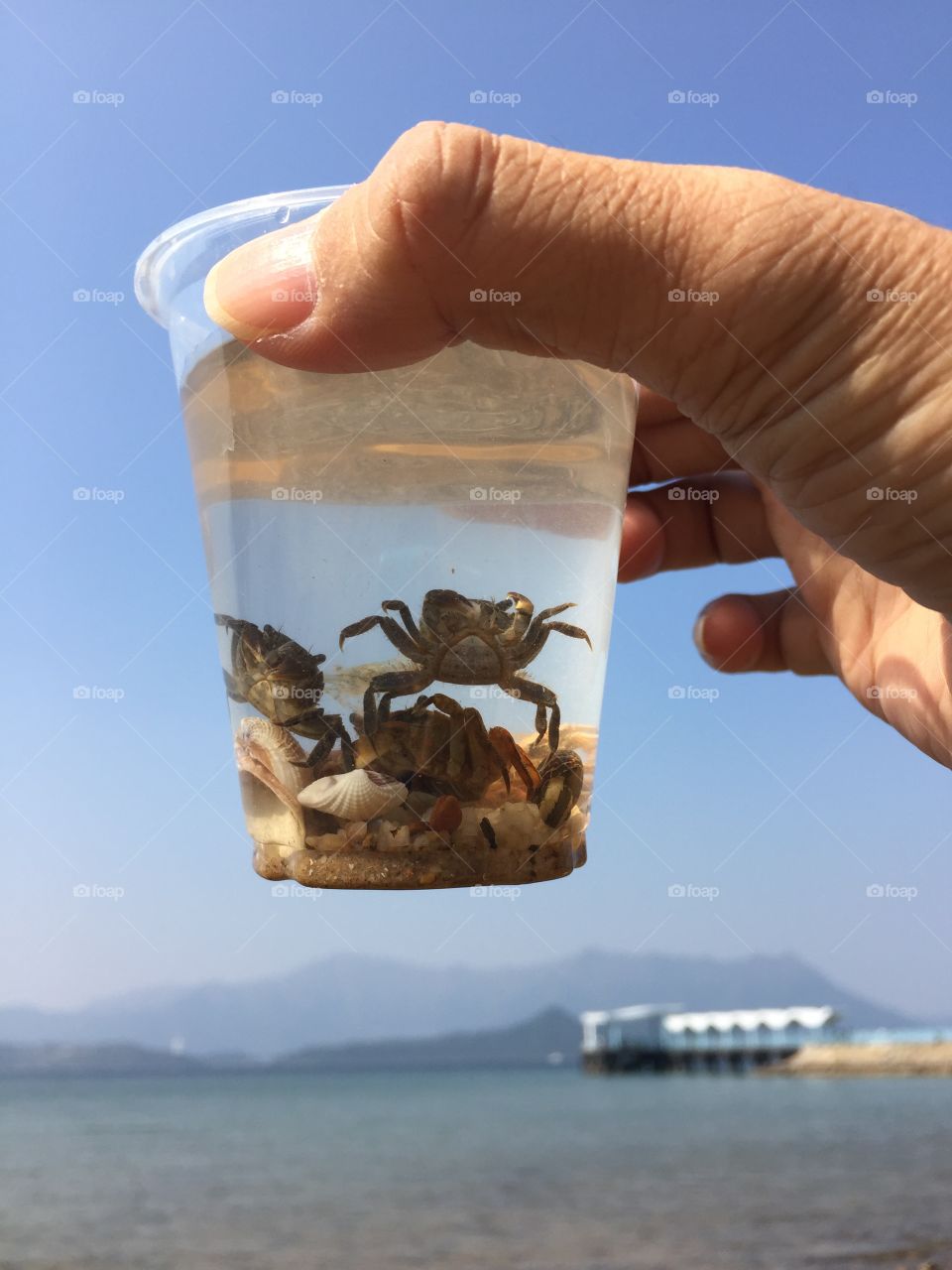 Crab in a cup
