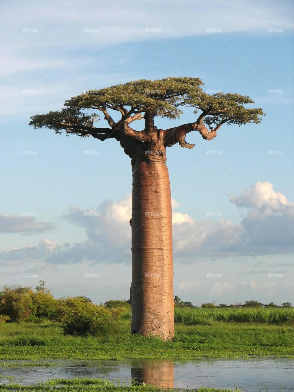 baobab Tree Africa