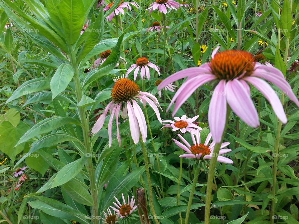 Close-up of flowers in field