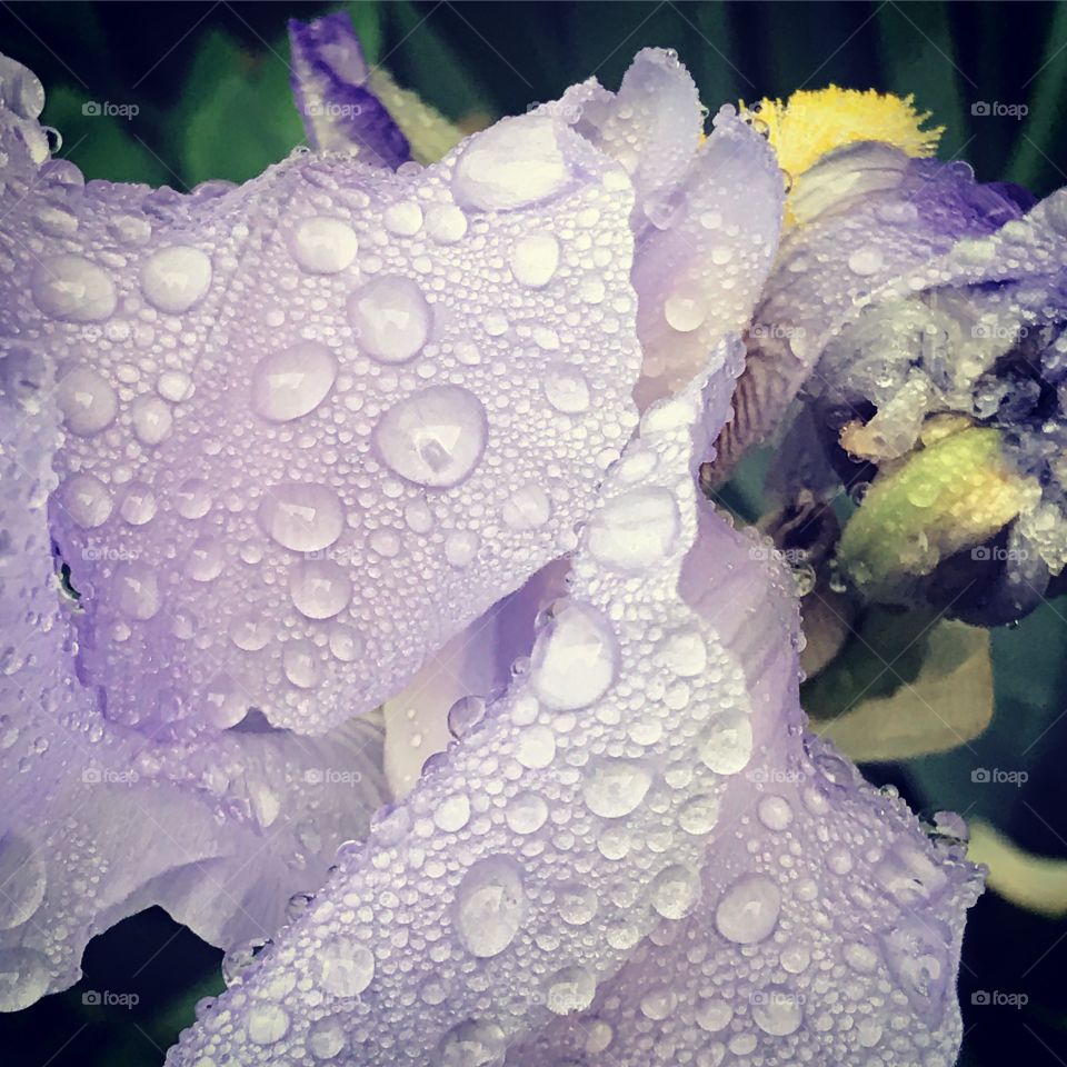 Rain drops and iris 