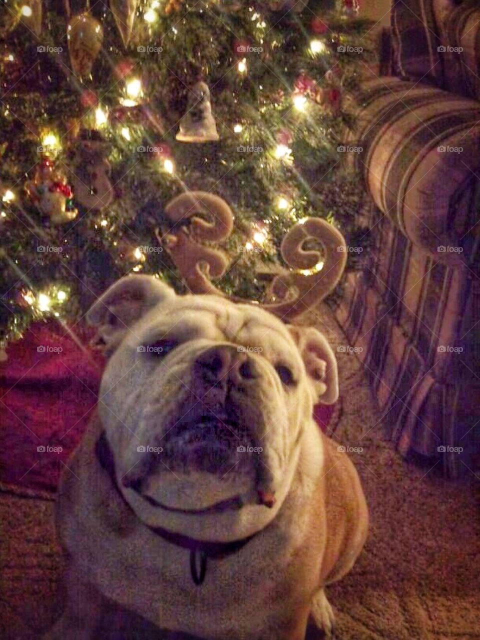 English bulldog wearing reindeer antlers at Christmas 🎄